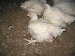 Netflix's Big Chicken documentary fails to focus on the chickens themselves.