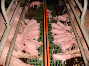 Evergreen Farm, Swaffham, Norfolk