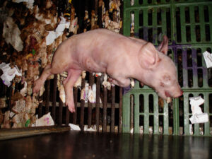 Evergreen Farm, Swaffham, Norfolk