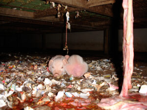 Evergreen Farm, Swaffham, Norfolk