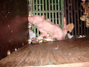 Evergreen Farm, Swaffham, Norfolk