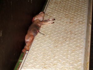 Evergreen Farm, Swaffham, Norfolk