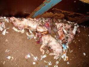 Manor Farm, Elsham, South Humberside