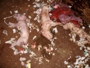 Manor Farm, Elsham, South Humberside