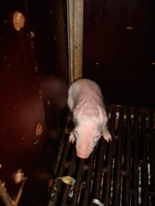 Manor Farm, Elsham, South Humberside