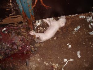 Manor Farm, Elsham, South Humberside