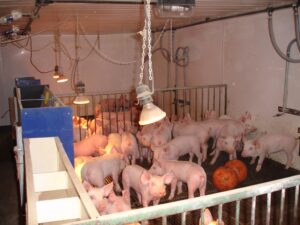 Manor Farm, Elsham, South Humberside