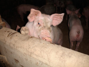 Melrose Farm, Melbourne, North Yorkshire