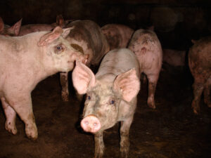 Melrose Farm, Melbourne, North Yorkshire