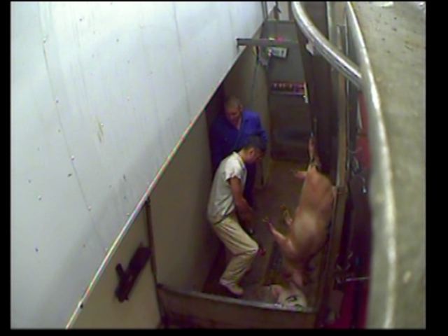 Stunning: Stun operator kicks pig, watched by colleague