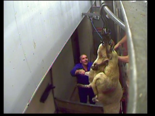 Stunning: Two stunned sheep are tangled up on the shackling line