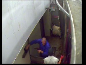 Stunning: Slaughter worker takes a captive bolt gun for use on a sheep