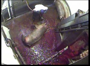 Stun operator uses tongs inside pig's mouth