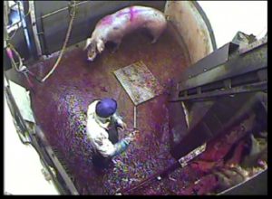 Worker sharpens knife while pig awaits stunning