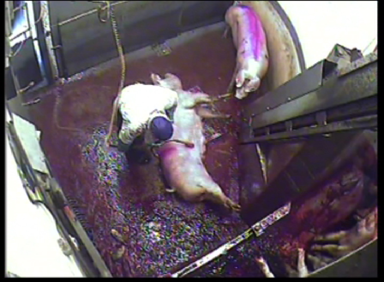 Stun operator uses tongs on pig's body