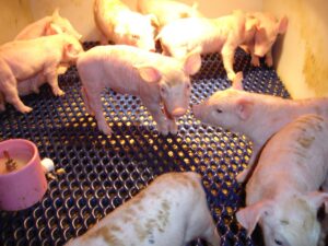 Farmer of the Year Award farm investigation 2012