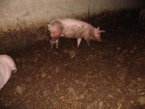 Farmer of the Year Award farm investigation 2012