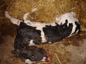 Farmer of the Year Award farm investigation 2012