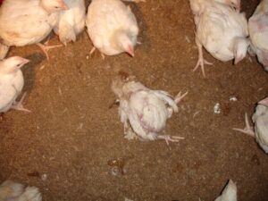 Farmer of the Year Award farm investigation 2012