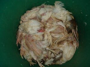 Farmer of the Year Award farm investigation 2012