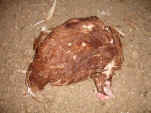 Farmer of the Year Award farm investigation 2012