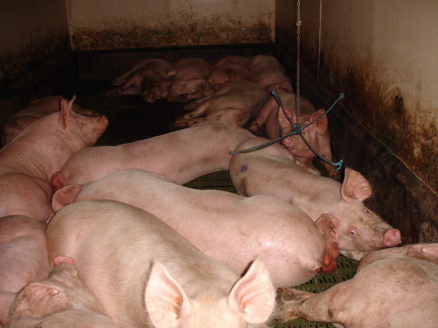 Twinwood Pig Unit, Bedfordshire