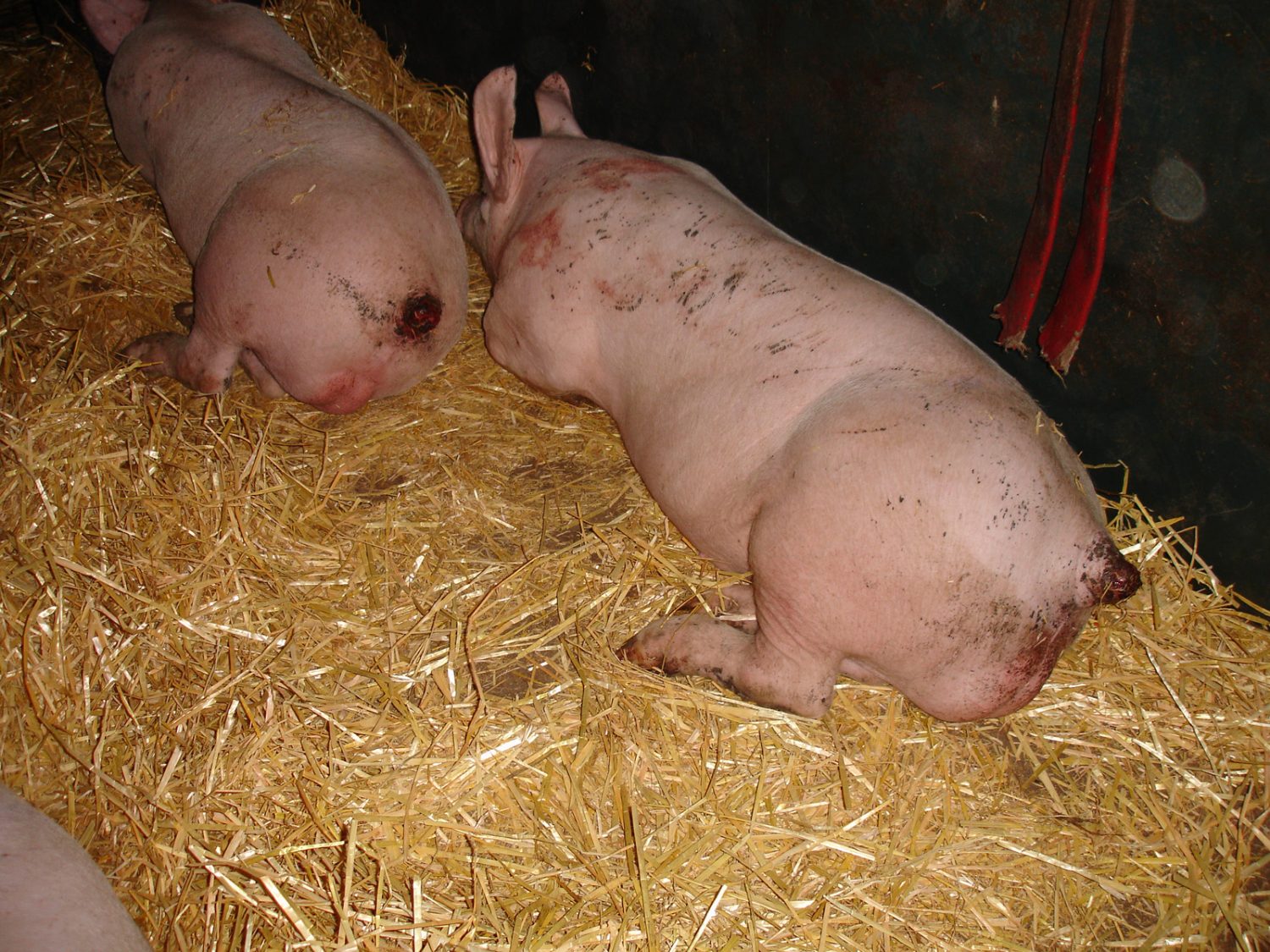 Twinwood Pig Unit, Bedfordshire