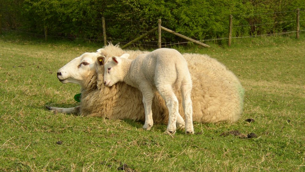 ewe with lamb