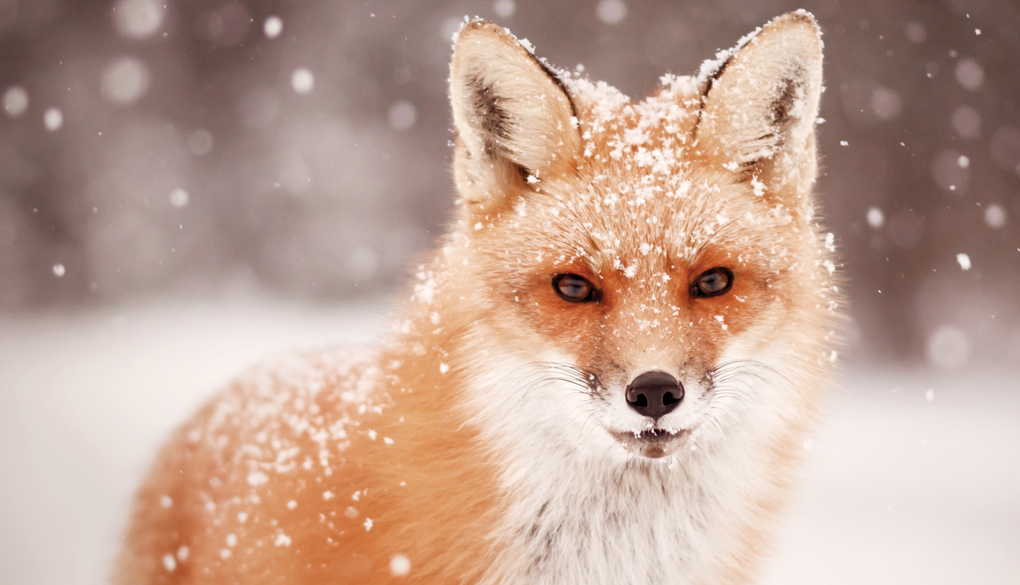 Yellowstone | Red Fox