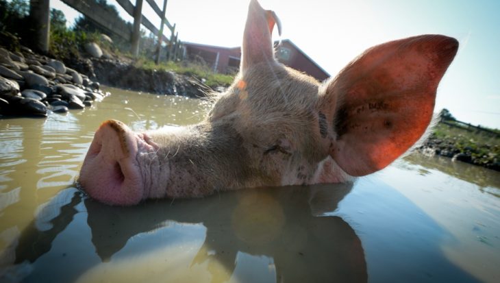 pig
