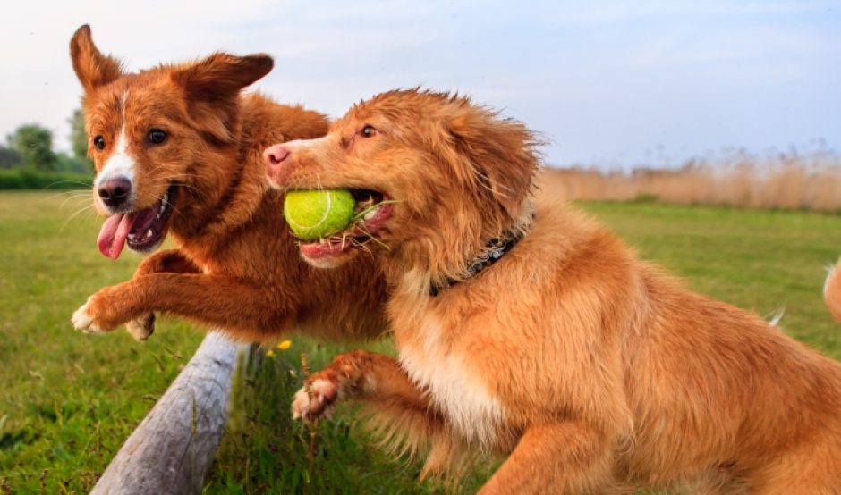 dogs playing by Harold Meerveld CC BY-NC 2.0