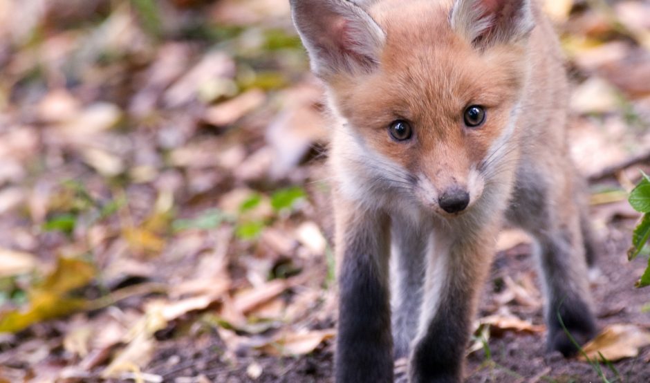Fox cub by Don Sutherland CC BY-NC-ND 2.0
