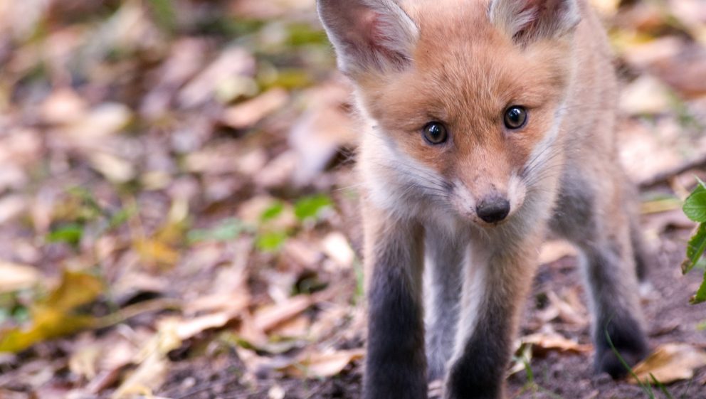Fox cub by Don Sutherland CC BY-NC-ND 2.0