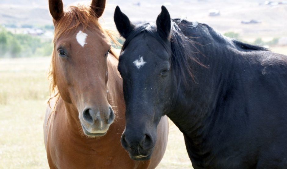 two horses by Yannick CC BY-NC-ND 2.0