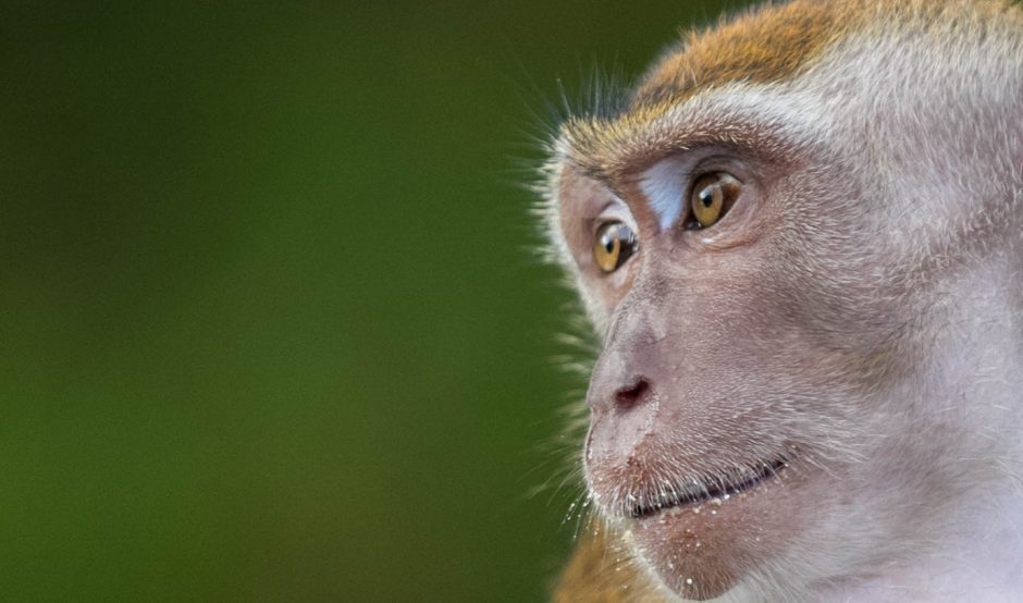 Macaque CC 2.0/Flickr Geoff Bates