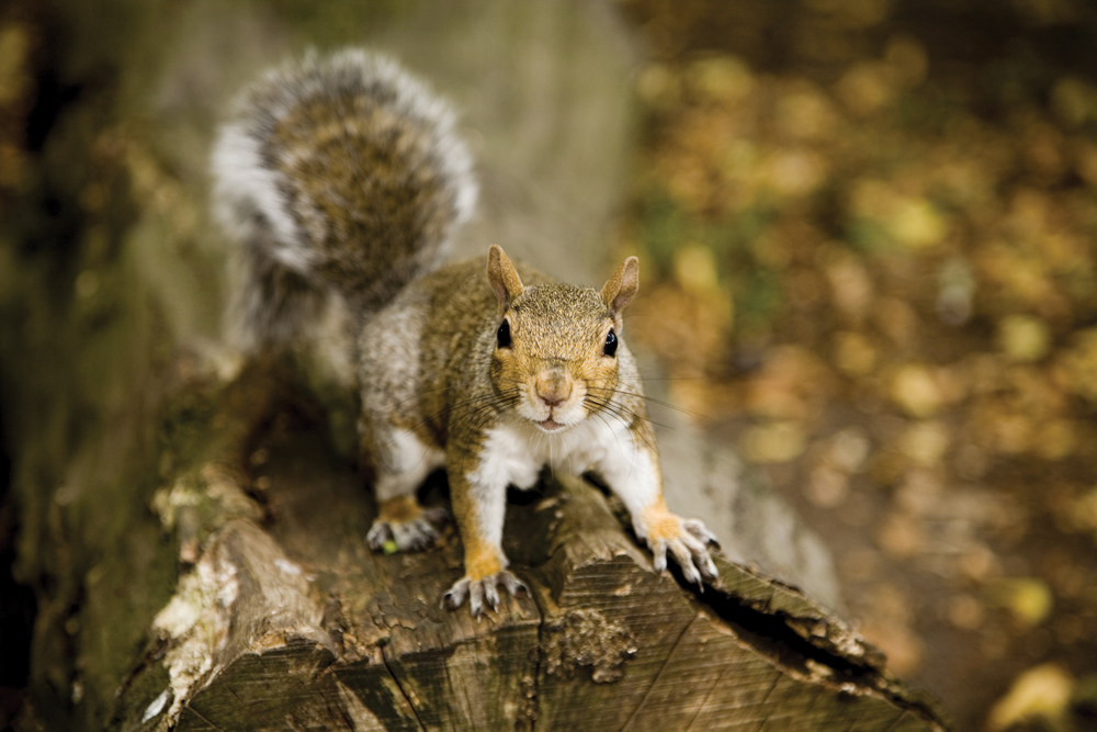 Find out the truth about grey squirrels Animal Aid