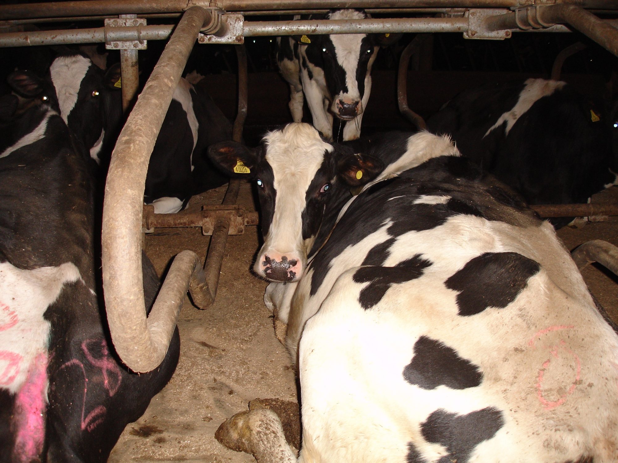 A dairy cow in a zero-grazing system