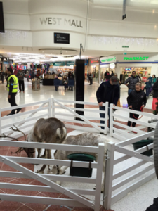 Reindeer at Stratford Shopping Centre 2014
