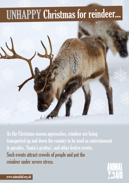 Unhappy Christmas for reindeer flyer