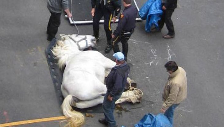 dead carriage horse 54th st. New York 2011 Copyright Matthew Miller