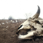 Dead cow in Africa