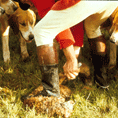 Dead fox with hunting hounds