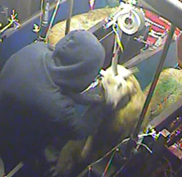 Worker shaking sheep by her fleece