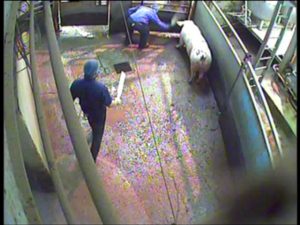 Pigs were routinely hit around the face and head
