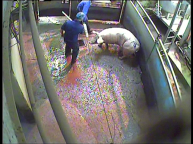 Pigs were routinely hit around the face and head