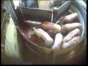 Bloody water washes over the pigs waiting in the round pen