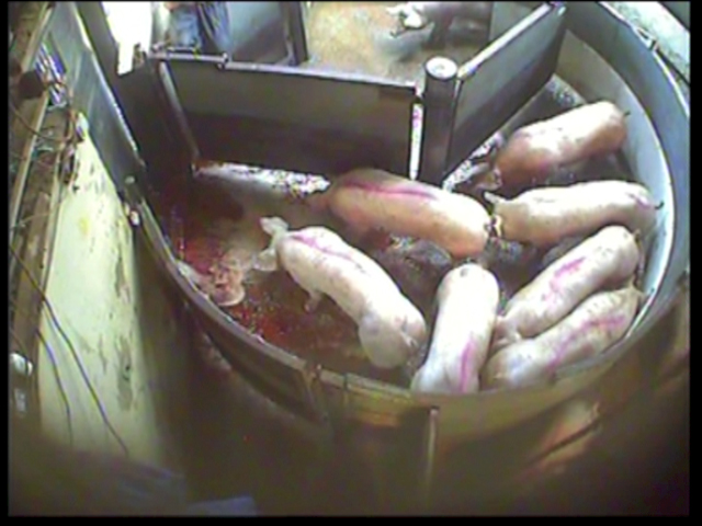 Bloody water washes over the pigs waiting in the round pen