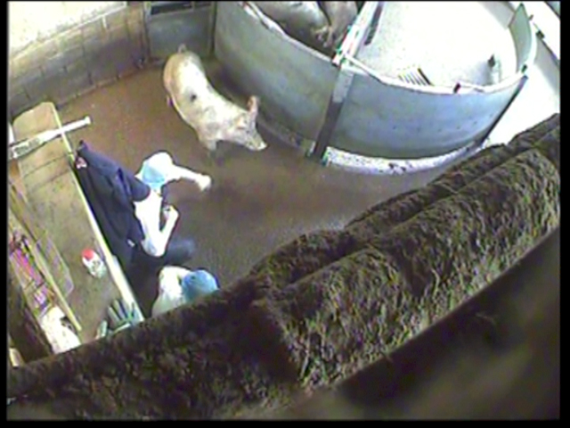 A worker lands a heavy punch on a pig's face