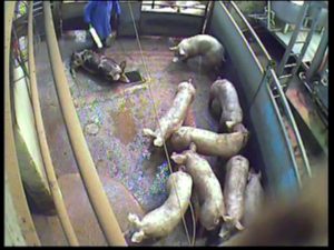 Another lame pig has to drag herself through the slaughterhouse