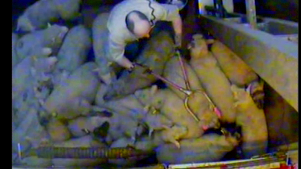 The stun room is full of sheep